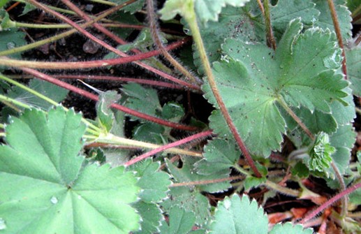 Rödskaftig daggkåpa, blad och röda stjälkar